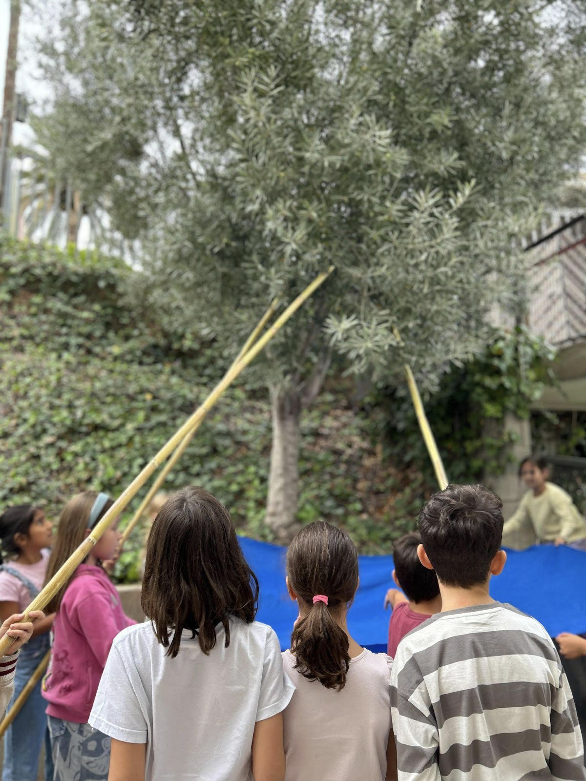 Escola Solc - Batollar l’olivera Escola Solc - Batollar l’olivera